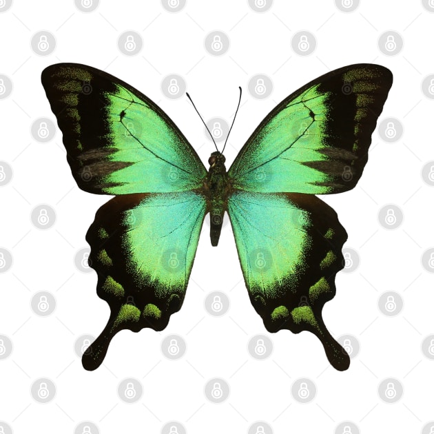 Green Butterfly by Maison de Kitsch