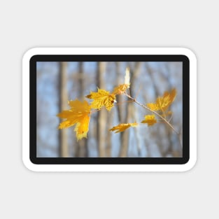 Maple Leaves Magnet