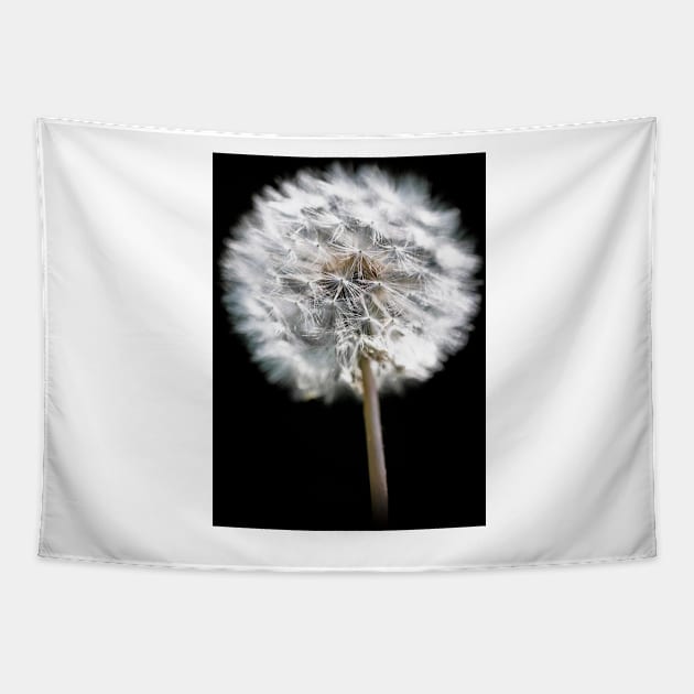 Dandelion Seed Head Tapestry by GrahamPrentice