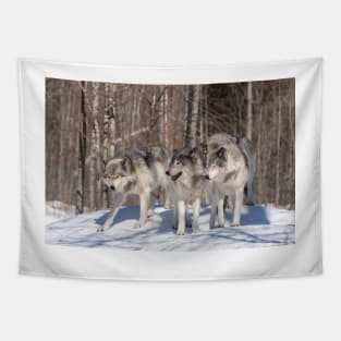 Timber wolves in winter Tapestry