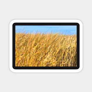 Frank Lake Marshland illustration Magnet