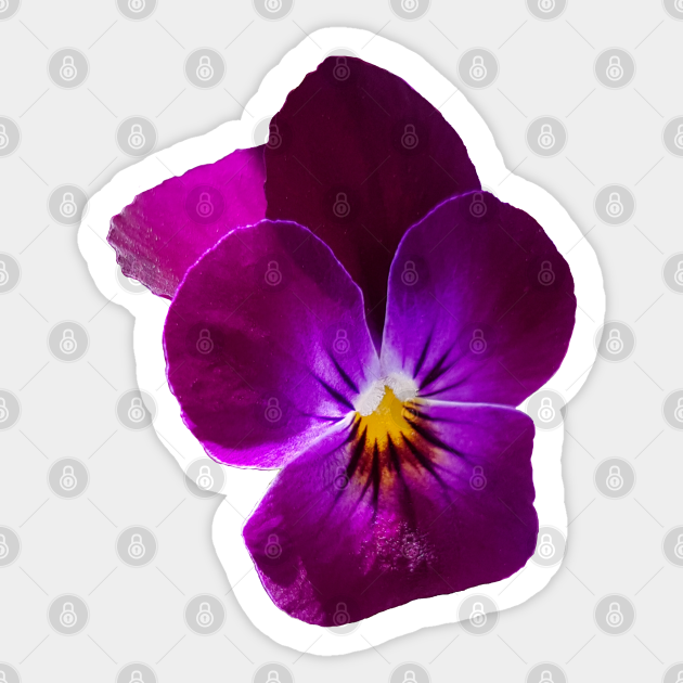 Purple Violet Flower Photo - Flower - Sticker