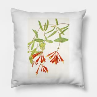 Coral honeysuckle - Botanical Illustration Pillow