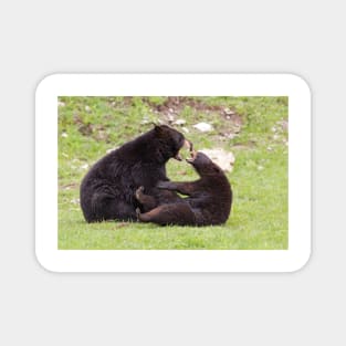 Black bears playing Magnet