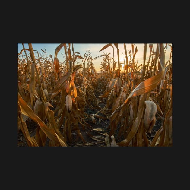 Corn field at sunset by naturalis