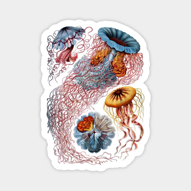 Jellyfish by Ernst Haeckel Magnet by MasterpieceCafe