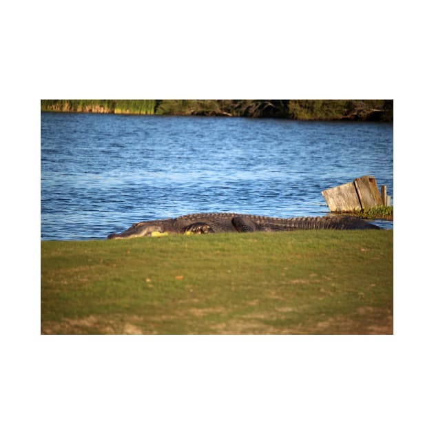 Very Large Alligator by Cynthia48