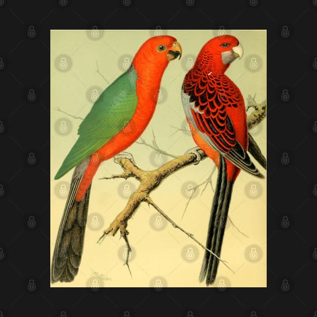 Colorful Birds of the Amazon: 1878 naturalist illustration by gumbogirlonline