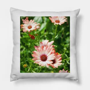 Pink Cinnamon Tradewind Daisy Flowers in the Garden Pillow