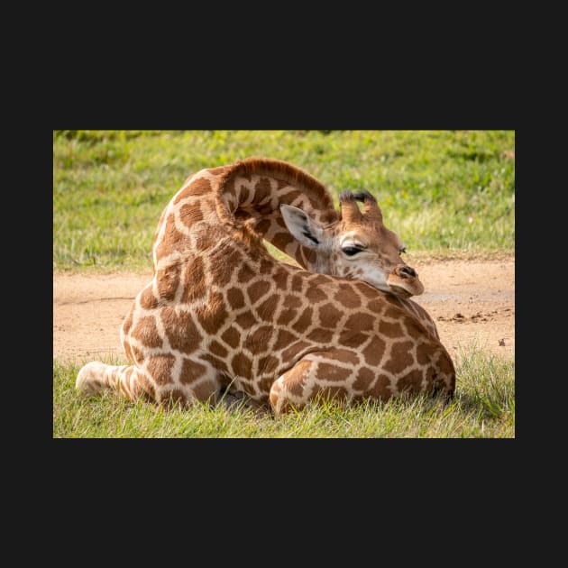 Baby Giraffe - Time To Relax by AndrewGoodall