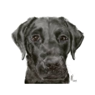 Black Labrador Puppy T-Shirt