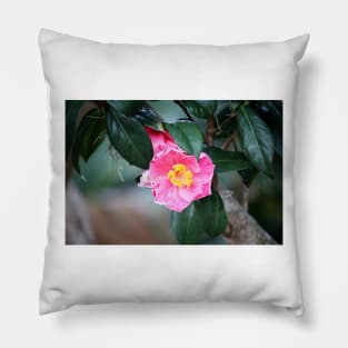 Pink Camellia Japonica Pillow