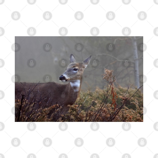 Buck in fog eyes doe -White-tailed Deer by Jim Cumming