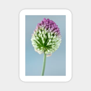 Allium sphaerocephalon AGM Round-headed garlic Round-headed leek Magnet