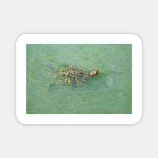 Red-Eared Slider Magnet