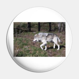 A lone timber wolf in the woods Pin