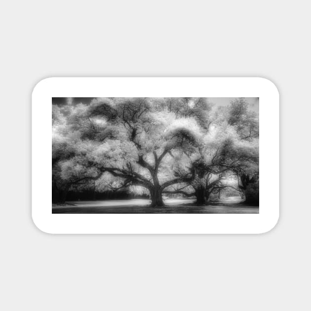 Live Oak Trees at Avery Island Infrared Magnet by jforno