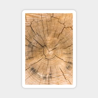 Wooden Tree Circle Texture - Alternative II Magnet