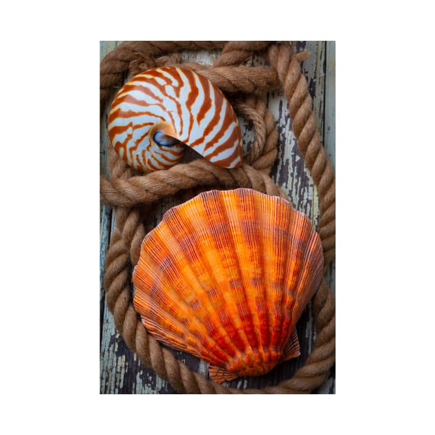 Sea Shell And Nautilus In Rope by photogarry