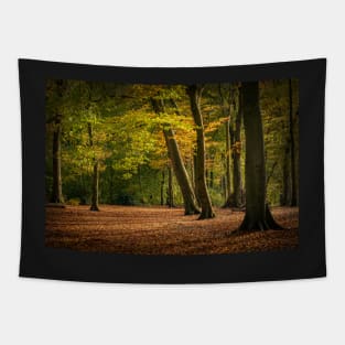 Beech Tree Forest in Autumn Tapestry