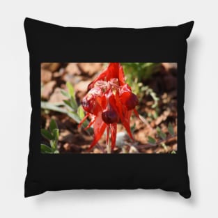 Sturt Desert Pea Pillow