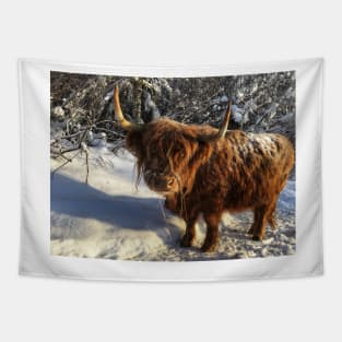 Scottish Highland Cattle Cow 1904 Tapestry