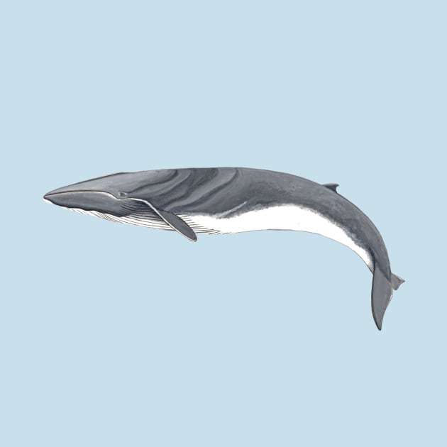 Fin whale by chloeyzoard