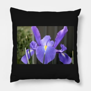 Blue Iris Pillow