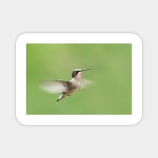 Ruby-throated Hummingbird Magnet