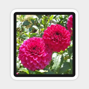 Hot Pink Dahlias Magnet