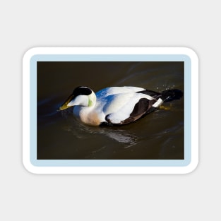 Eider Duck Magnet