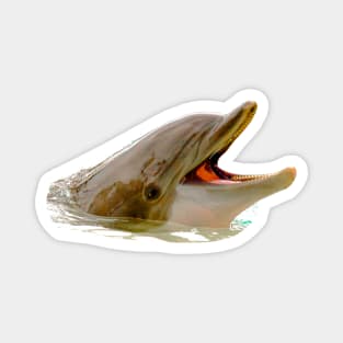 Laughing dolphin Magnet