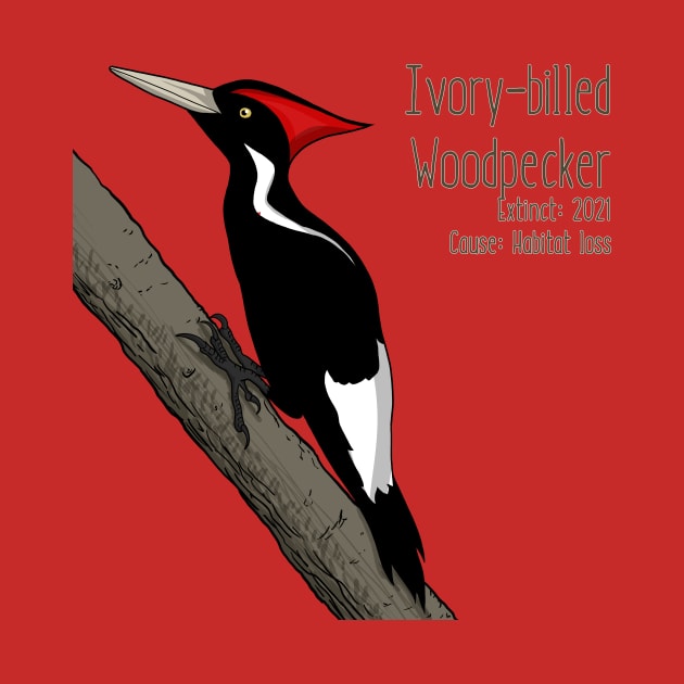 Extinct Species: Ivory-billed Woodpecker - UPDATED by Feathered Focus