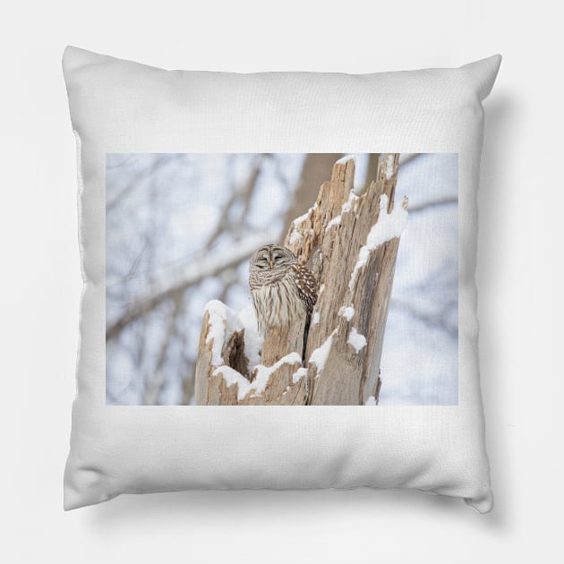 Barred owl in a tree stump Pillow by Jim Cumming