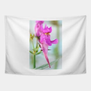 Linaria triornithophora  Three birds toadflax Tapestry