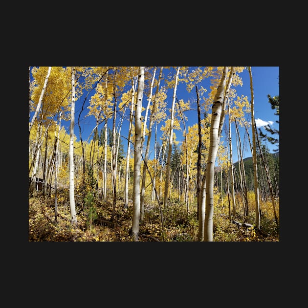 Golden Aspen Grove by algill