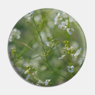 beautiful white wild flowers Pin