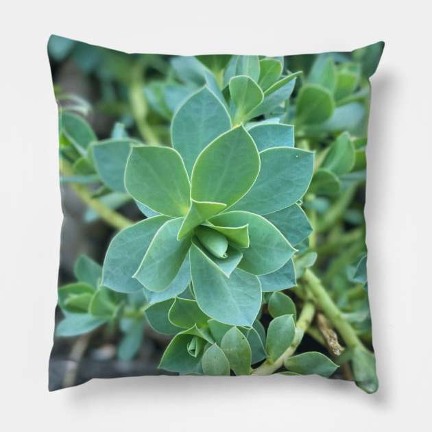 Stonecrops in Spring Pillow by Nicholas Lee