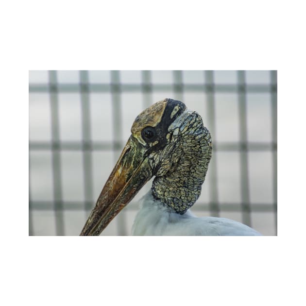 Wood stork by KensLensDesigns