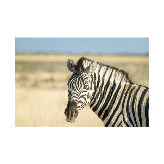 Zebra portrait in golden grass. by brians101