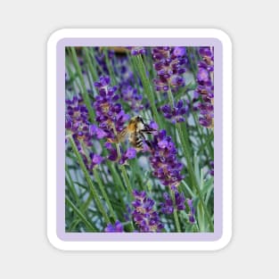 bee on lavender Magnet