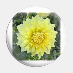 Dahlia Bloom Of Soft Yellow Pin