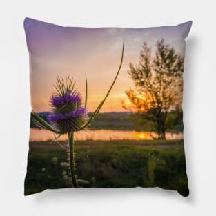 flowering teasel Pillow