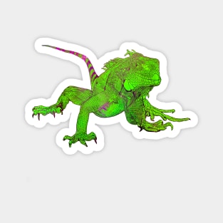 Color drawing of iguana Magnet