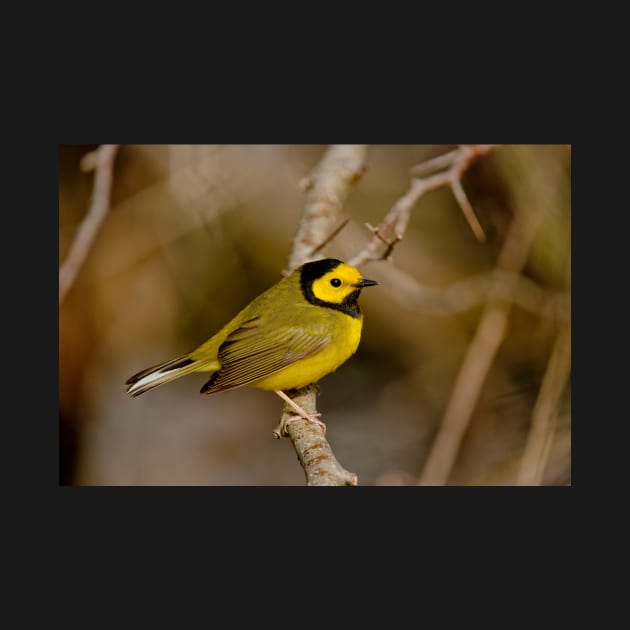 Hooded Warbler by jaydee1400