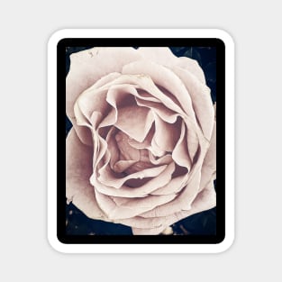 Pink Rose Magnet