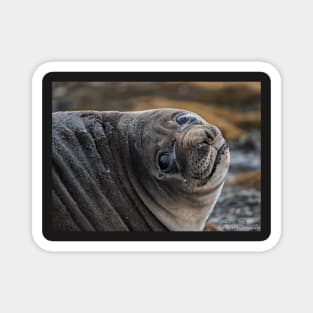 Elephant Seal Magnet