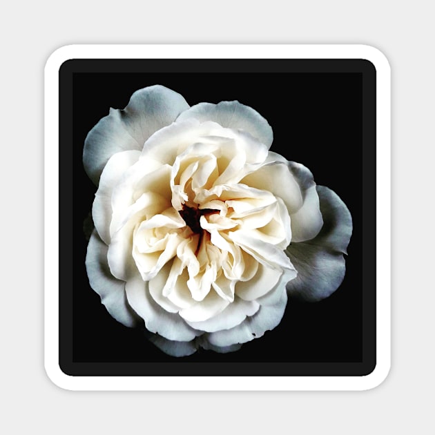 White Rose on Black Magnet by Signe23