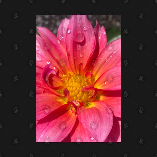 Pink Dahlia in the Rain by Photomersion