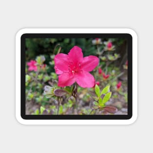 Pink Flower in Meadow 1 Magnet